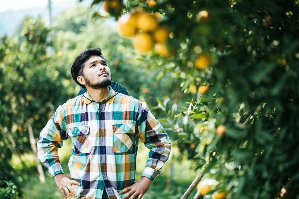 Homem no pomar observando fertilizantes e agrotóxicos