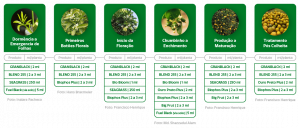 Amazon AgroSciences Cultura do Mês Estágios da Planta Citricultura Citros