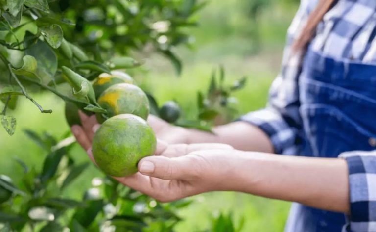 Amazon AgroSciences traz conteúdos diversos em blog sobre o universo rural