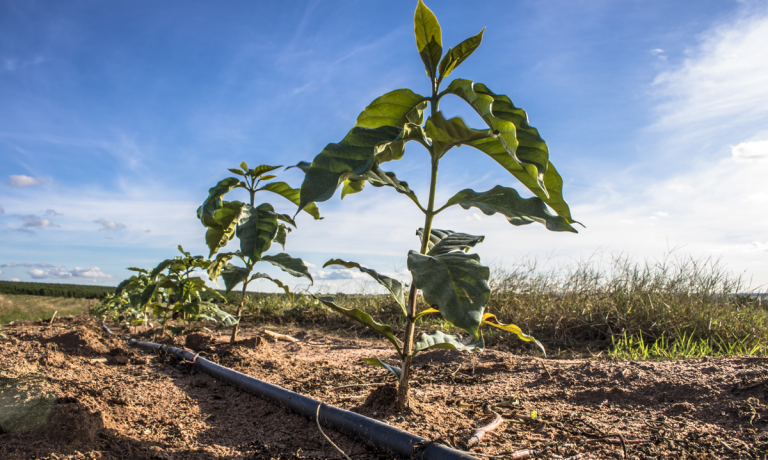 Irrigação e fertirrigação na produção de café