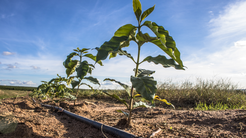 Irrigação com nitrogênio em produção de café conilon - Revista