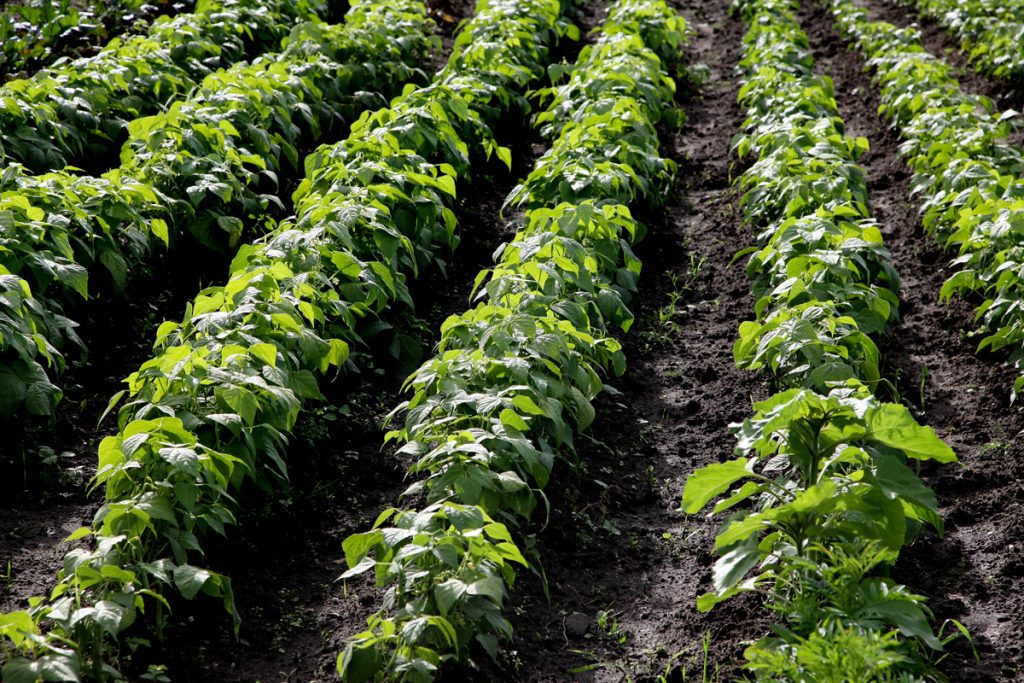 As-5-melhores-práticas-para-o-cultivo-de-grãos
