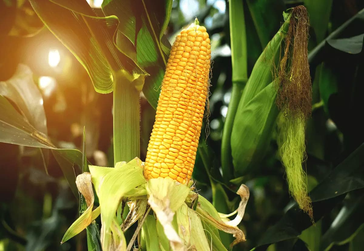 A-importancia-do-potassio-para-a-alta-producao-de-milho