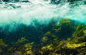 Algas marinhas e o seu uso na agricultura moderna