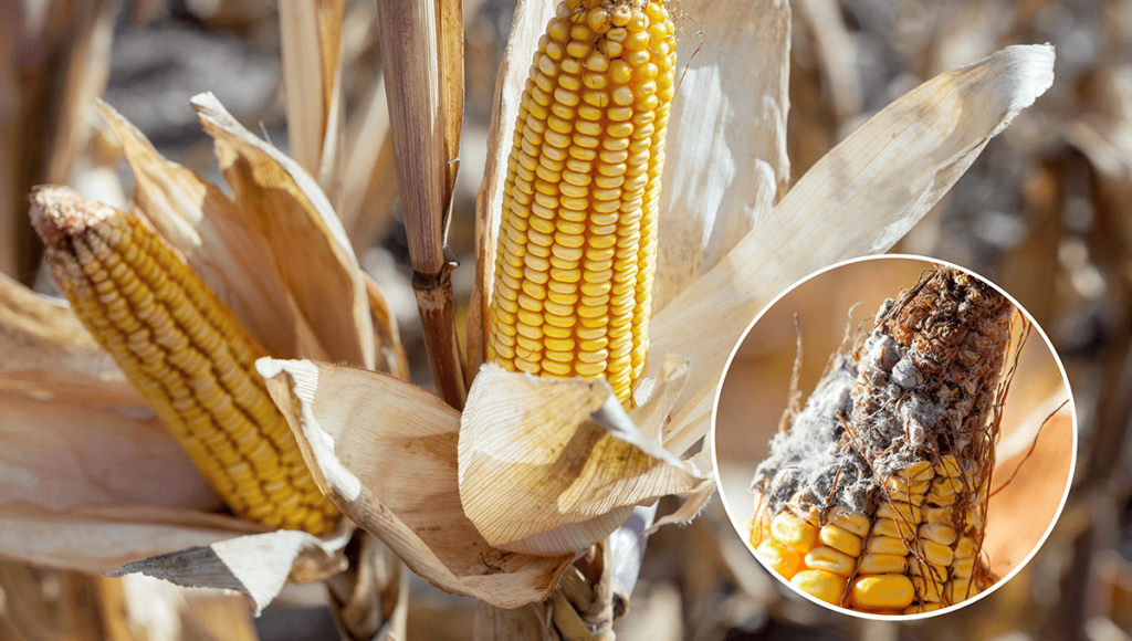 doenças do milho