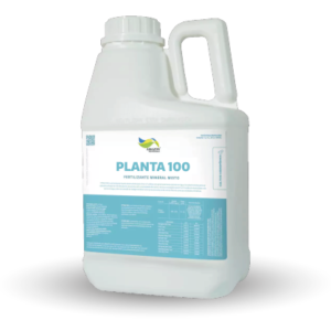 Planta 100