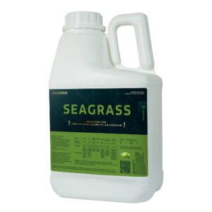 Seagrass