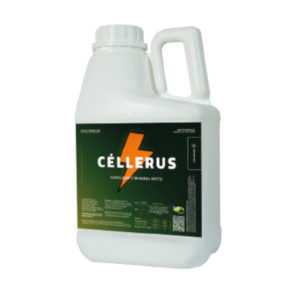 CÉLLERUS